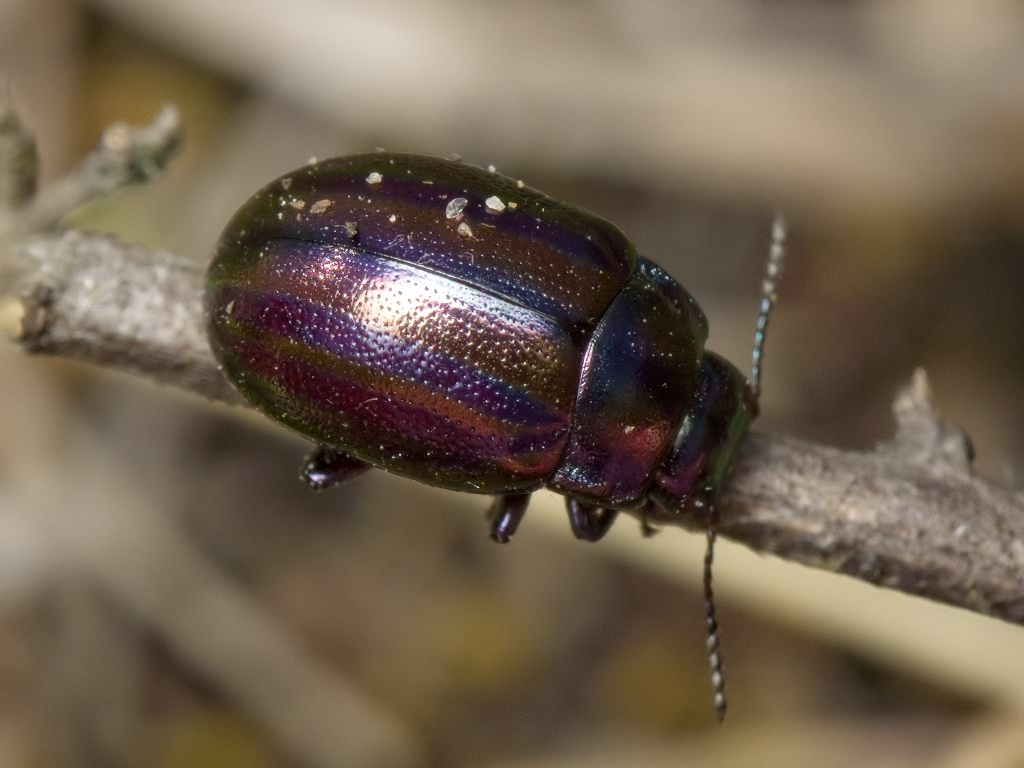 Chrysolina cerealis (Linnaeus, 1767)